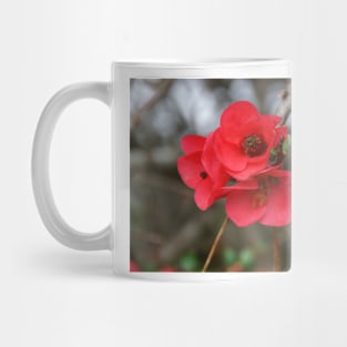 Japonica - Magpie Springs - Adelaide Hills - Fleurieu Peninsula - Australia Mug